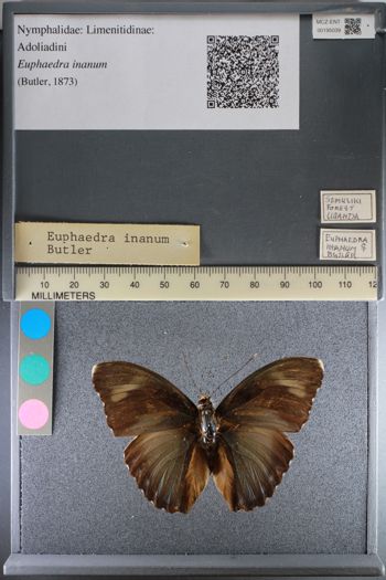 Media type: image;   Entomology 195039